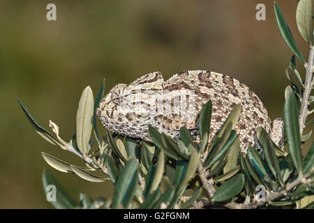 Europäische Chamaleon (Chamaeleo Chamaeleon) auf einem Ast. Benalmadena, Provinz Malaga, Andalusien, Spanien Stockfoto