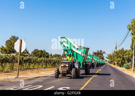 Eine lange Reihe von Traktoren und Trichter bedeutet den Beginn der Weinlese in Lodi, Kalifornien Stockfoto