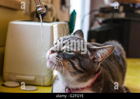 Emma die Katze und ihre Lieblings-Weg, um einen Schluck Wasser Stockfoto
