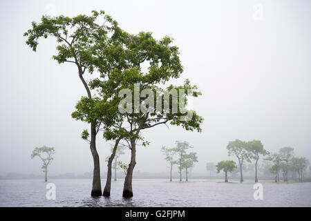 Tupelo-Bäume (Nyssa aquatica) im Morgennebel am Miller's Lake in Louisiana Stockfoto