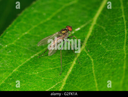 Langbeinige Fliege (Condylostylus SP.) auf Blatt. Stockfoto