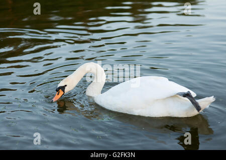 weißer Schwan auf dem Sommer-See schwimmen Stockfoto