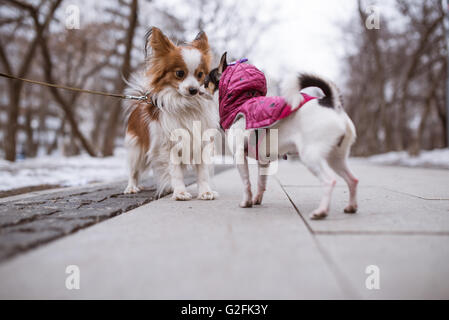 zwei lustige Hunde schnüffelt einander. Stockfoto