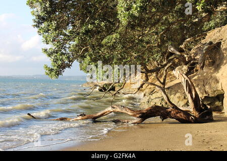 Treibholz am Strand von Pt Chevalier in Auckland, Neuseeland Stockfoto