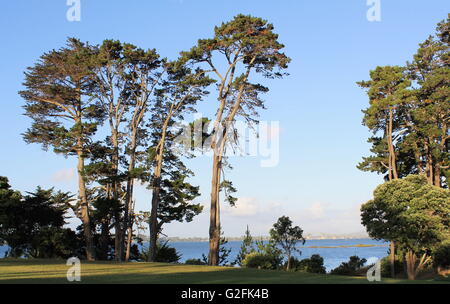 Hohe Bäume im Coyle Park in PT. Chevalier, Auckland, Neuseeland Stockfoto