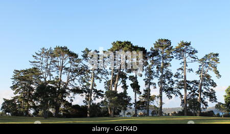 Stand von hohen Bäumen im Coyle Park in Pt Chevalier, Auckland, Neuseeland Stockfoto