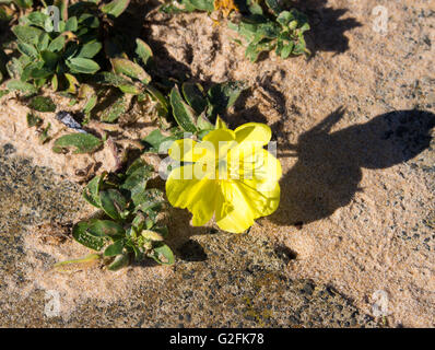 Strand Suncup oder Strand Nachtkerze mit hardy Safran gelben Blüten bringt Farbe in den sandigen Dünen Strand Dünen. Stockfoto