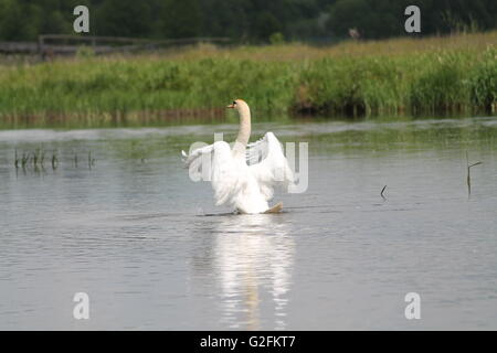 weißen wilden Schwan spielen Symphonie mit offenen Flügeln auf ruhigen Frühling River in warmen Tag Stockfoto