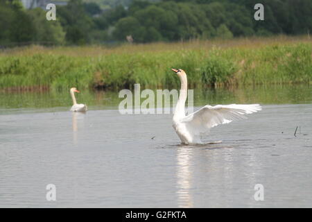 weißer wilden Schwan mit voll geöffneten Flügeln spielen im Wasser des Flusses ruhig im sonnigen Frühlingstag Stockfoto