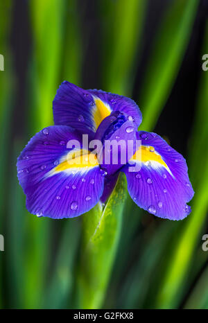 Iris Blume mit Wassertropfen auf Blütenblätter - Nahaufnahme Stockfoto