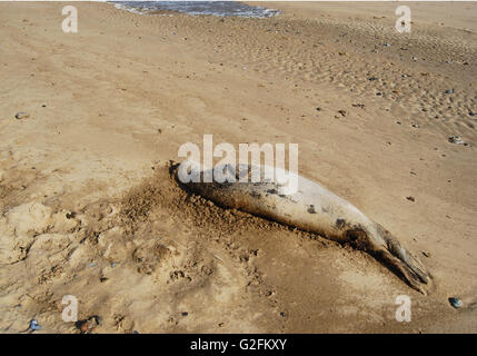 Tote Grau Sealwa Stockfoto