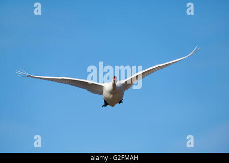 Höckerschwan im Flug von vorne mit blauem Himmel im Hintergrund gesehen Stockfoto