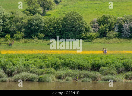 Zwei Menschen, die zu Fuß entlang des Ufers des Flusses Wye in Wye Valley, im Frühjahr und unter Butterblumen, Gloucestershire Stockfoto