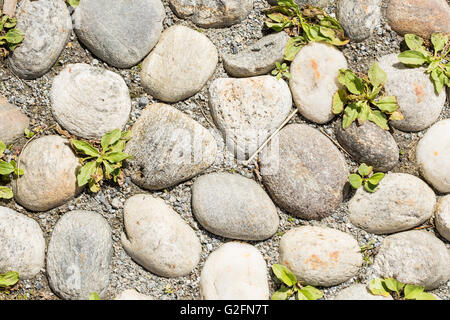Weg gemacht von Kopfsteinpflaster mit Anbau von Pflanzen in Nahaufnahme Stockfoto