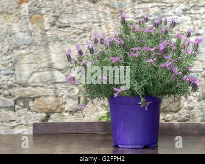 Lavandula Pedunculata aka Schmetterling Lavendel auf Tisch im Freien. Stockfoto