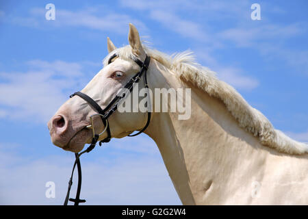 Kopfschuss ein Cremello Pferd mit Trense vor blauem Himmelshintergrund Stockfoto