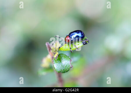 Essen ist blau Scarabaeidae auf AST Baum im Garten und Blätter zu essen. Stockfoto