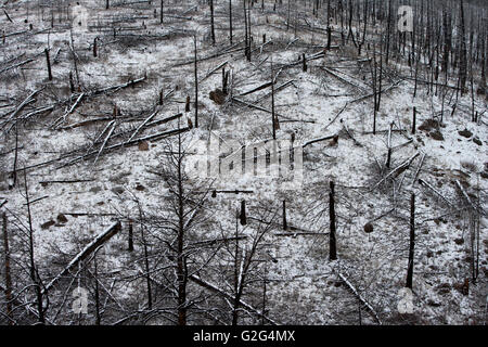 Forest Fire Reste abgedeckt im Schnee, Colorado, USA Stockfoto
