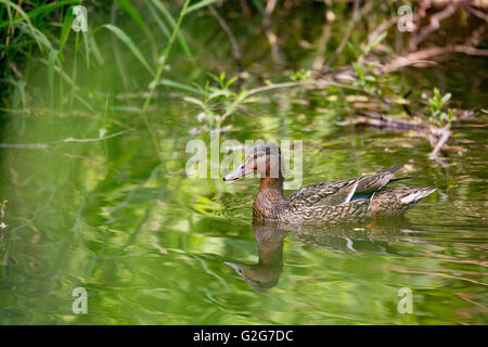 Stockente (Anas Platyrhynchos), Weiblich auf kleinen Fluss mit grünen reflektierenden im Wasser Stockfoto