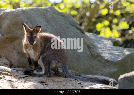 Nahaufnahme von einem Red-necked Wallaby Baby Känguru (Macropus Rufogriseus) Stockfoto