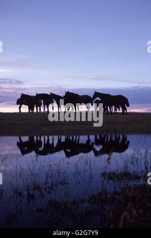 Wilde Pferde pause an einem See in Patagonien, Argentinien. Stockfoto