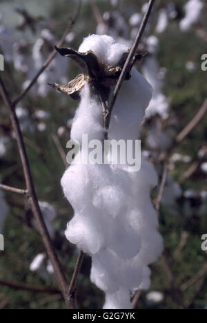 Eine Baumwollpflanze wächst in einem Feld. (Gossypium sp.) Stockfoto