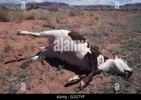 Eine tote Kuh von LKW angefahren liegt in der Wüste entlang der Interstate 40 (Route 66) in Arizona. (Bos Taurus) Stockfoto