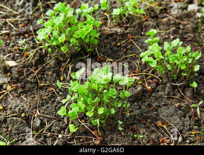 Bio Bio Rucola Sämling wächst im Gemüsegarten Stockfoto