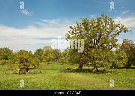 Hatfield House Parkland, alten Eichen. strahlende Sonne Stockfoto