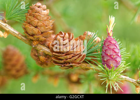 Alt und jung Eisprung Kegel und junge Blütenstaub Kegel der Lärche Baum im Frühling, Ende Mai. Stockfoto