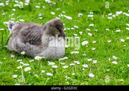 Niedliche Gosling sitzen auf dem Rasen unter Gänseblümchen Stockfoto