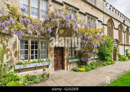 GLYZINIEN WACHSEN ÜBER EINER TÜR DES JESUS COLLEGE IN OXFORD Stockfoto