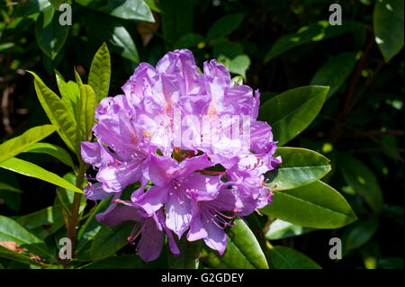 Rosa Rhododendron Blüten Nahaufnahme im Garten Stockfoto