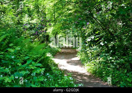 Wandern Wanderweg in Rhododendron-Gärten in Deer Park, Dublin, Irelnad, Stockfoto