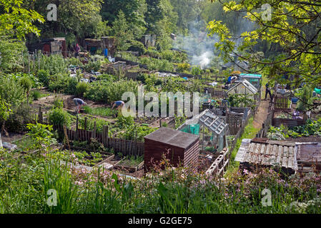 Kleingärten im Sommer in Edinburgh, Schottland. Stockfoto