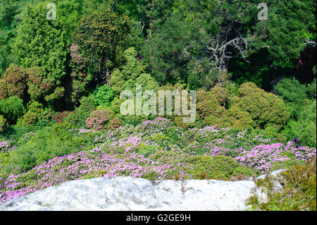 Blick von der oberen Blüte im Garten auf den Rhododendron Garten Stockfoto