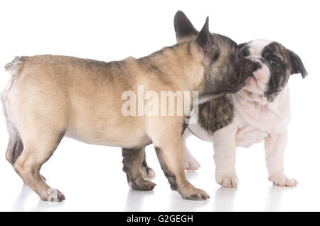 Französisch Bulldog und English Bulldog Welpen spielen Stockfoto