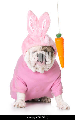 baumelt eine Karotte vor einem Hund gekleidet wie ein Osterhase Stockfoto