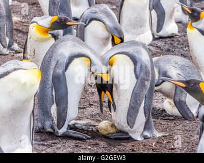 Ein paar Königspinguine sind dabei, ein Ei auf ein anderes Paar Füße übertragen Stockfoto