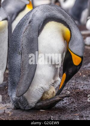 Königspinguin neigt dazu, sein Ei Stockfoto