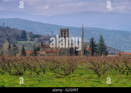 Abbaye Saint-Michel-de-Cuxa in Frankreich - Abbaye Saint-Michel-de-Cuxa in Frankreich mit Pfirsichblüte Stockfoto