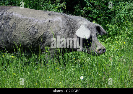 Serbien - Hausschwein (Sus Scrofa) Sau frei Wandern im Wald Stockfoto