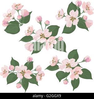 Apfel Baum Blumen und grüne Blätter set Stock Vektor