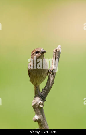 Vertikale Porträt der Haussperling, Passer Domesticus, thront auf einem Ast Erwachsenfrau. Stockfoto