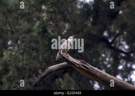 Rot-billed Starling (Sturnus Fühler), Beijing, China Stockfoto