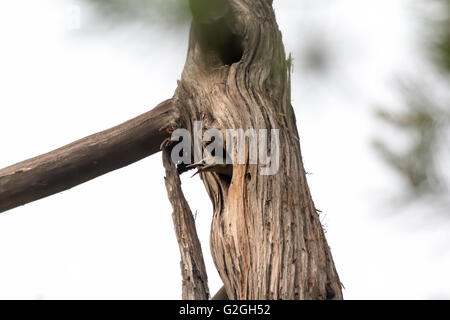 Rot-billed Starling (Sturnus Fühler), Beijing, China Stockfoto