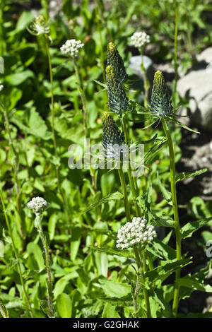 Phyteuma spicatum Stockfoto