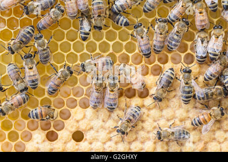 Arbeitsbienen sind in der Regel Larve auf einem gezeichneten Kunststoff Fundamentrahmen angeschnittene Ärmel und offene Brut. Stockfoto