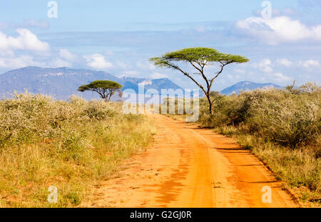 Akazien, angrenzend an eine rote Piste durch den Tsavo-Nationalpark in der Nähe von Voi in Kenia in Ostafrika Stockfoto