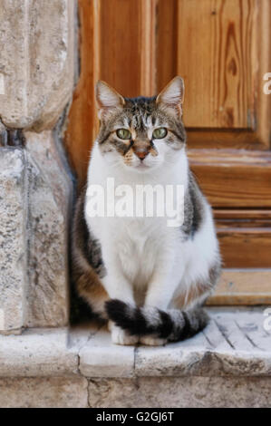 Die Katze sitzt vor der Tür Stockfoto